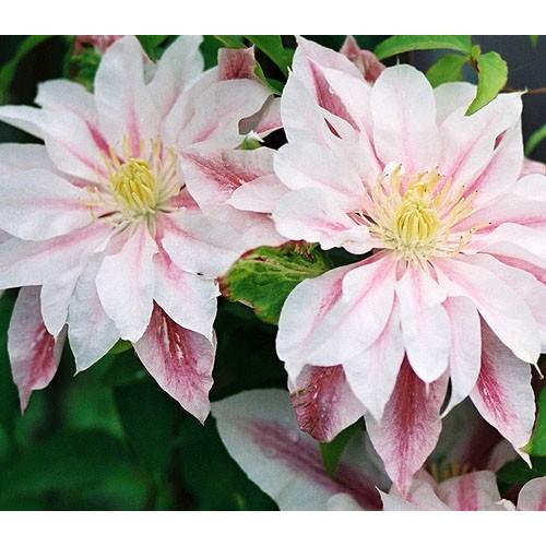 クレマチス アンドロメダ4 5号サイズ2年生ポット苗 N Clematis Andromeda イングの森 母の日 プレゼント ギフト 花 通販 Yahoo ショッピング