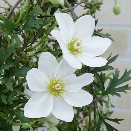 クレマチス カートマニージョー 花 鉢植え 苗 春 観葉植物 おしゃれ カルトマニージョー 4号鉢 行灯仕立て N Clematis Cmjoe イングの森 花 苗 育て方 通販 Yahoo ショッピング