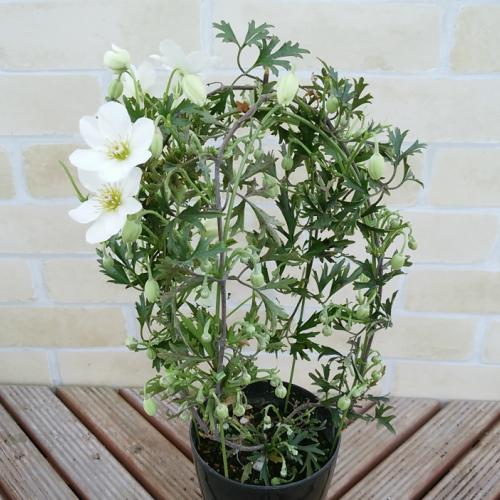 クレマチス カートマニージョー 花 鉢植え 苗 春 観葉植物 おしゃれ カルトマニージョー 4号鉢 行灯仕立て N Clematis Cmjoe イングの森 花 苗 球根 育て方 通販 Yahoo ショッピング
