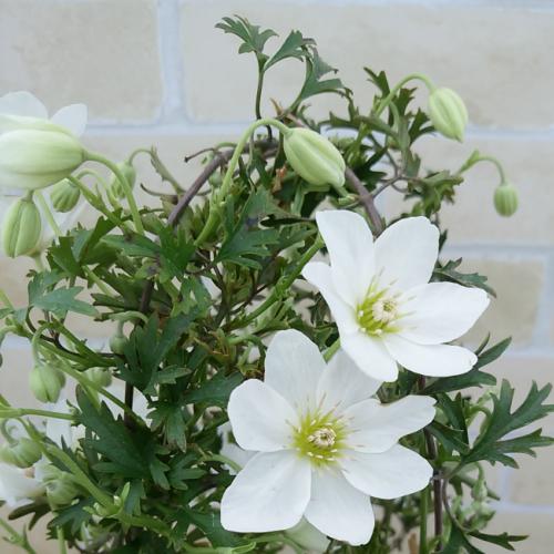 クレマチス カートマニージョー 花 鉢植え 苗 春 観葉植物 おしゃれ カルトマニージョー 4号鉢 行灯仕立て N Clematis Cmjoe イングの森 花 苗 育て方 通販 Yahoo ショッピング