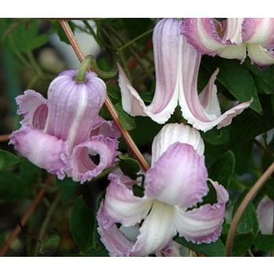 クレマチス 花 苗 実生 鉢植え 地植え クリスパ 4 5号サイズ2年生ポット 種類 N Clematis Crispa イングの森 花 苗 育て方 通販 Yahoo ショッピング