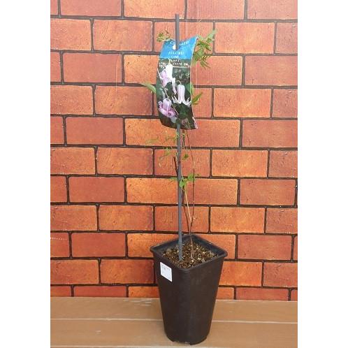 クレマチス 花 苗 実生 クリスパ 4 5号サイズ2年生ポット 種類 N Clematis Crispa イングの森 花 苗 育て方 通販 Yahoo ショッピング