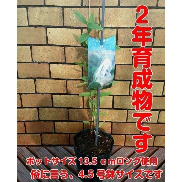 クレマチス 生育2年生以上株 チャッツワース 13.5cmロングポット