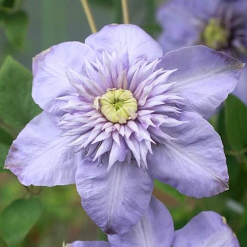 クレマチス 花 苗 エンパイア ブルー ４ ５号サイズ2年生ポット 育て方の説明書付き N Clematis Emb イングの森 母の日 プレゼント ギフト 花 通販 Yahoo ショッピング