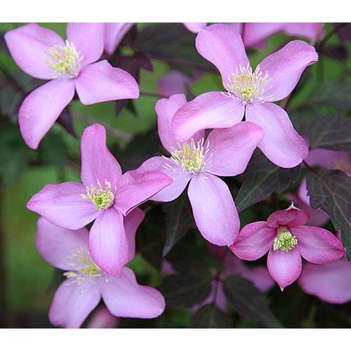 クレマチス 花 苗 フレッダ フレーダ ４ ５号サイズ2年生ポット 育て方の説明書付き N Clematis Fred イングの森 花 苗 育て方 通販 Yahoo ショッピング