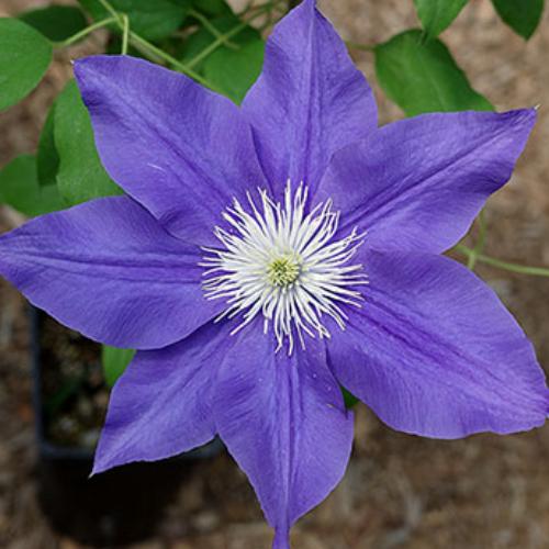 クレマチス 藤の川 4.5号サイズ2年生ポット苗 : イングの森 花苗の専門