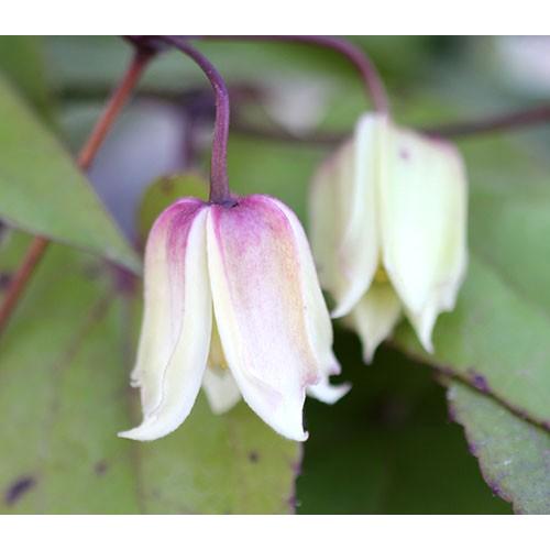 クレマチス 花 苗 常緑冬咲きヘンリー 鉢植え 地植え ４ ５号サイズ2年生ポット苗 N Clematis Henry イングの森 母の日 プレゼント ギフト 花 通販 Yahoo ショッピング