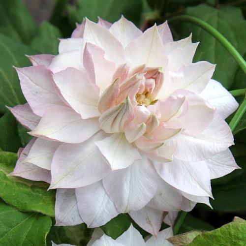 クレマチス 花 苗 春姫 八重咲き パテンス系 宿根草 はるひめ 4 5号サイズ 2年生ポット ガーデニング N Clematis Hh イングの森 花 苗 球根 育て方 通販 Yahoo ショッピング