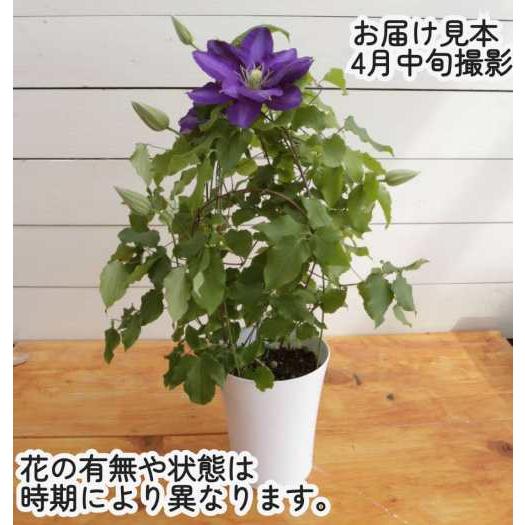 クレマチス 穂高（ほだか） 5号鉢（直径15cm）1個 : イングの森 花苗の