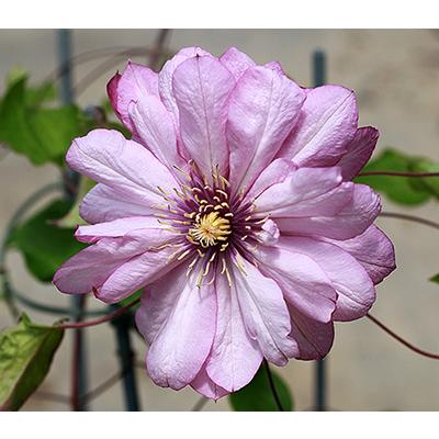 クレマチス いろどり 4.5号サイズ2年生ポット苗 : イングの森 花苗の