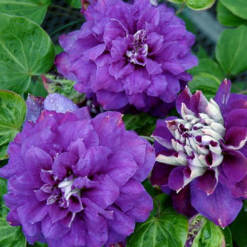 クレマチス 花 苗 パテンス系 キリ テ カナワ 八重咲き 宿根草 4 5号サイズ 2年生ポット ガーデニング N Clematis Kr イングの森 花 苗 球根 育て方 通販 Yahoo ショッピング