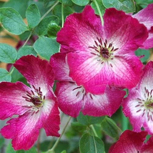 クレマチス 花 苗 マリア ルージュ 4 5号サイズ2年生ポット N Clematis Ml イングの森 花 苗 育て方 通販 Yahoo ショッピング