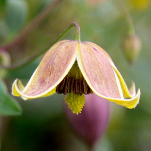 クレマチス マイ・エンジェル 4.5号サイズ2年生ポット苗 : イングの森