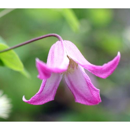 クレマチス 花 苗 踊場 おどりば 4 5号サイズ2年生ポット N Clematis Odoriba イングの森 花 苗 育て方 通販 Yahoo ショッピング