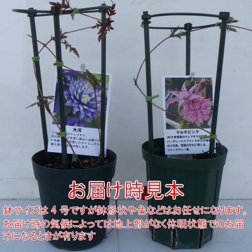 クレマチス 花 苗 面白 四季咲き 3年生 4号鉢 春 夏 秋 鉢植え グランドカバー 支柱仕立てで N Clematis Omosi イングの森 花 苗 球根 育て方 通販 Yahoo ショッピング