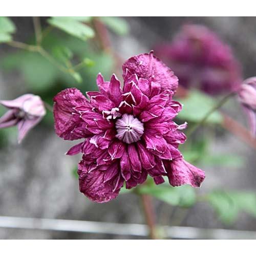 クレマチス　苗　④ 楽天市場】クレマチス 舞姫 4.5号苗(e04) : 千草園芸