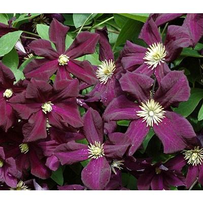 クレマチス 花 苗 ロマンティア 4 5号サイズ2年生ポット N Clematis Rom イングの森 母の日 プレゼント ギフト 花 通販 Yahoo ショッピング