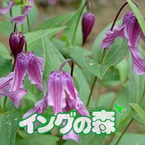 クレマチス 花 苗 多年草 インテグリフォリア ロゼア 秋 夏 4 5号サイズ 2年生 ポット苗 N Clematis Rosea イングの森 花 苗 育て方 通販 Yahoo ショッピング