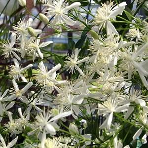 クレマチス 花 苗 仙人草 センニンソウ 宿根草 原種系 フラミュラ系 N Clematis Sennin イングの森 花 苗 育て方 通販 Yahoo ショッピング