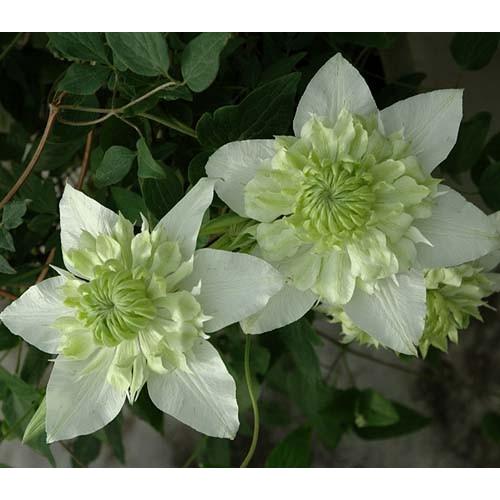 クレマチス 白万重 4.5号サイズ2年生ポット苗 : イングの森 花苗の専門