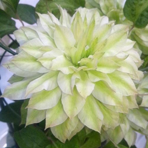 クレマチス 花 苗 千の風 白 八重咲き 大輪 パテンス系 宿根草 4 5号サイズ 2年生ポット ガーデニング N Clematis Sn イングの森 花 苗 球根 育て方 通販 Yahoo ショッピング