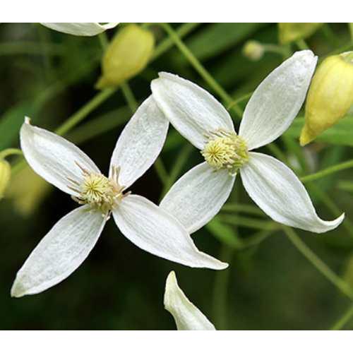 クレマチス サンダンス 4.5号サイズ 2年生ポット苗 : イングの森 花苗