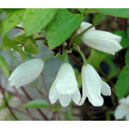 クレマチス 花 苗 徳島産 トリガタハンショウヅル 4 5号サイズ2年生ポット N Clematis Toritoku イングの森 花 苗 育て方 通販 Yahoo ショッピング