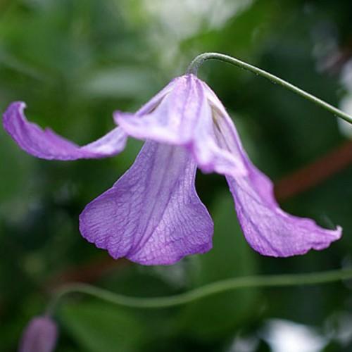クレマチス 花 苗 ホーゲルビー ブルー ４ ５号サイズ2年生ポット N Clematis Vb イングの森 花 苗 育て方 通販 Yahoo ショッピング