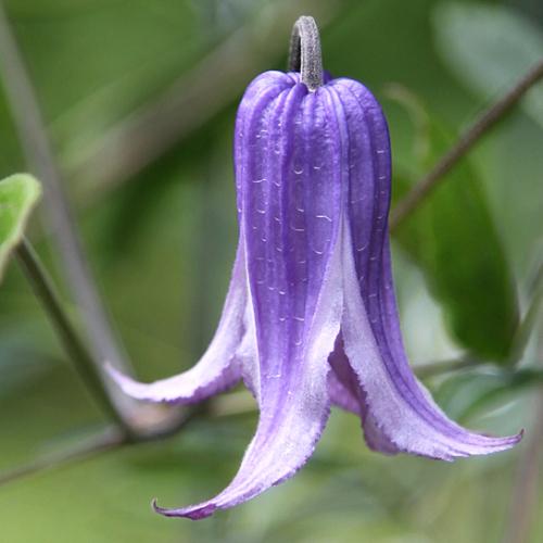 クレマチス 花 苗 ウォーカーズ ブルース テキセンシス ビオルナ系 木立性 4 5号サイズ 2年生ポット N Clematis Wb イングの森 花 苗 球根 育て方 通販 Yahoo ショッピング