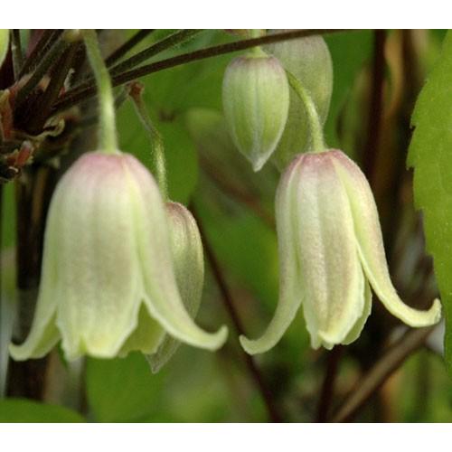 クレマチス 2年生以上株 ハンショウヅル 白 生育 13 5ｃｍロングポット N Clematis White2 イングの森 花 苗 球根 育て方 通販 Yahoo ショッピング