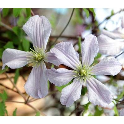 クレマチス 花 苗 ホワイトプリンスチャールズ ビチセラ系 四季咲き つる性 多年草 4 5号サイズ 2年生ポット N Clematis Wpc イングの森 花 苗 球根 育て方 通販 Yahoo ショッピング