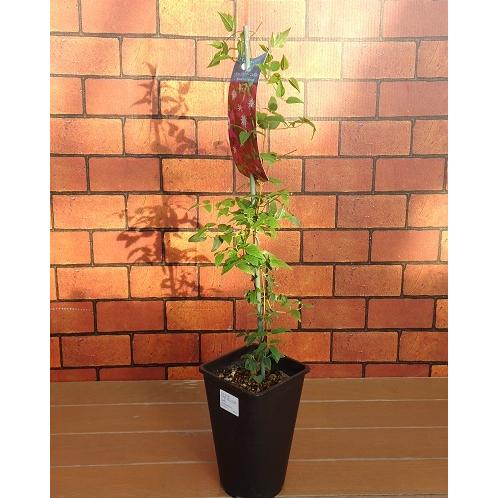 クレマチス 花 苗 ホワイトプリンスチャールズ ビチセラ系 四季咲き つる性 多年草 4 5号サイズ 2年生ポット N Clematis Wpc イングの森 母の日 プレゼント ギフト 花 通販 Yahoo ショッピング