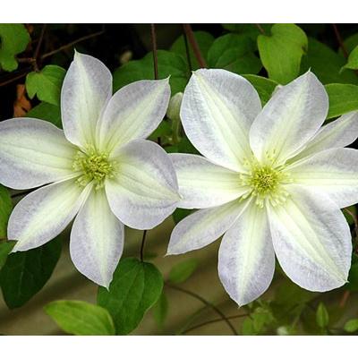 クレマチス 花 苗 雪小町 4．5号サイズ2年生ポット : イングの森