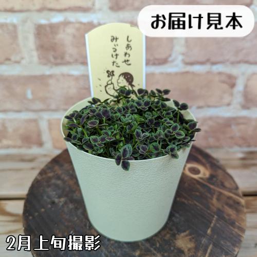 四つ葉のクローバー 黒葉 しあわせ みぃつけた 3.5号ポット 四葉 1
