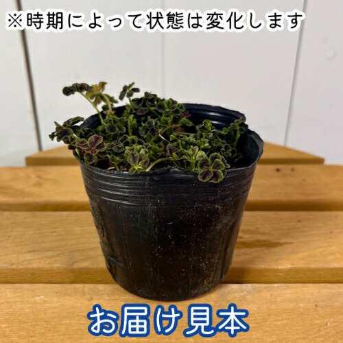 エンジェルクローバー グロリアス (多葉クローバー) 3号（直径9cm