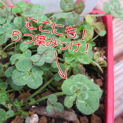 合格祈願 四つ葉のクローバー スクエア鉢植え ニコニコ2個セット N Clover4 イングの森 ガーデニング 花 苗 通販 Yahoo ショッピング