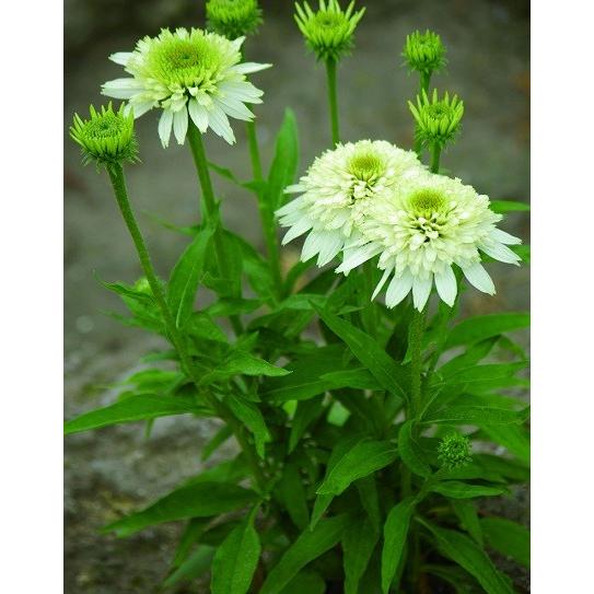 コンパクト カラフル八重咲きエキナセア メレンゲ 1株 寄せ植え 花苗 N Compact Mel イングの森 母の日 プレゼント ギフト 花 通販 Yahoo ショッピング