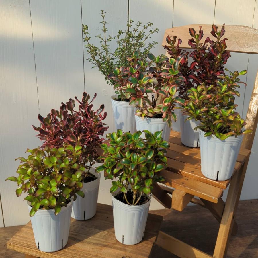 コプロスマ 選べる7種類 2.5号（直径7.5cmポット）1株 観葉植物 : イングの森 花苗の専門店 - 通販 - Yahoo!ショッピング