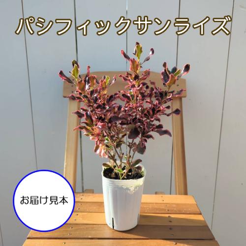 コプロスマ 選べる7種類 2.5号（直径7.5cmポット）1株 観葉植物