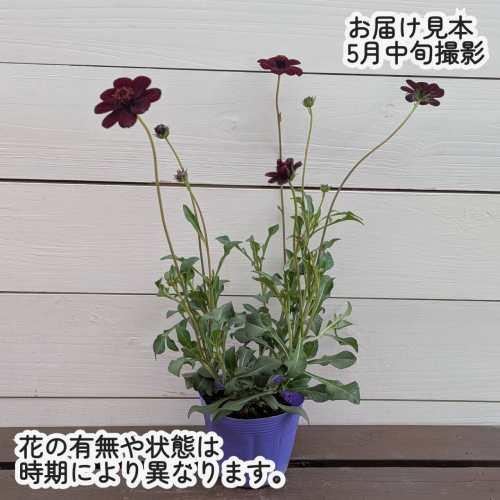 PWの宿根草 チョコレートコスモス チョカモカ 3.5号（直径10.5cm）1