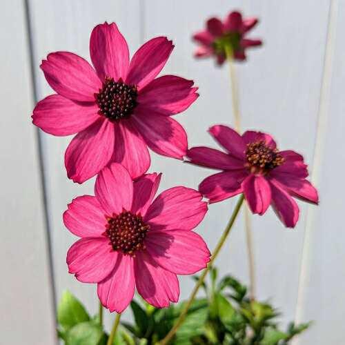 宿根草 チョコレートコスモス チェリーチョコレート 3.5号（直径10.5cm