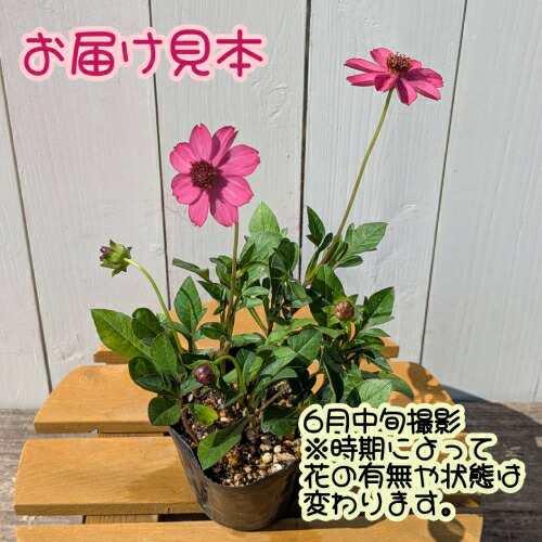 宿根草 チョコレートコスモス チェリーチョコレート 3.5号（直径10.5cm