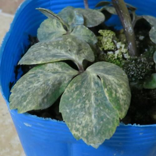 クリスマスローズ 花 苗 原種系 斑入り葉 ニゲル 3 5号ポット N Cr Niger Variegata イングの森 花 苗 育て方 通販 Yahoo ショッピング