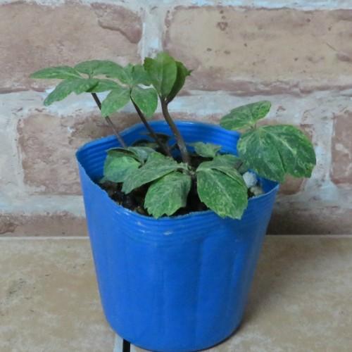 クリスマスローズ 花 苗 原種系 斑入り葉 ニゲル 3 5号ポット N Cr Niger Variegata イングの森 花 苗 育て方 通販 Yahoo ショッピング