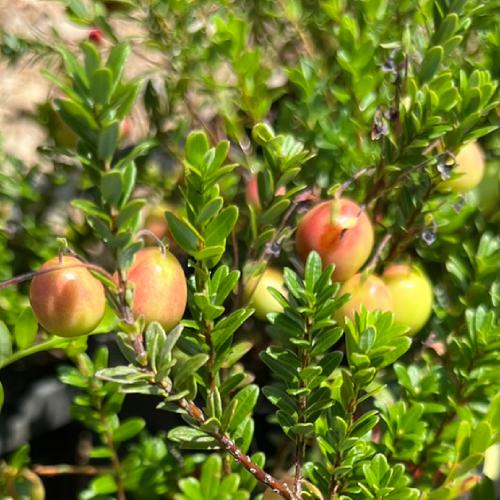 クランベリー苗　かわいいお庭 実がた〜くさんの クランベリー 苗 果樹苗 ベリー 果樹 苗木 敬老の日