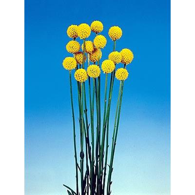 クラスペディア グロボーサ 花 苗 夏 ゴールドスティック １株 宿根草 N Craspedia イングの森 花 苗 球根 育て方 通販 Yahoo ショッピング