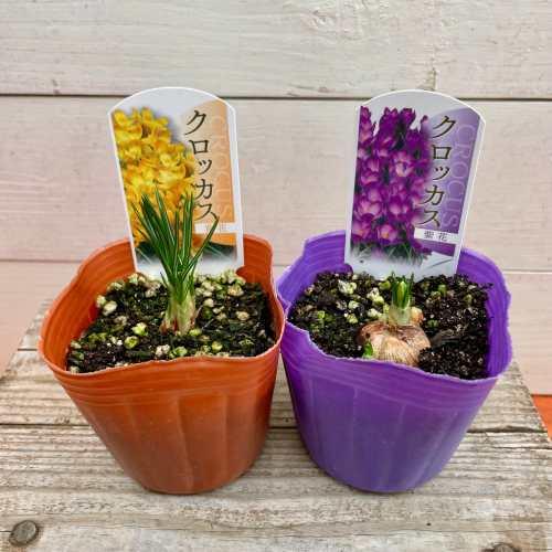 クロッカス 芽出しポット苗 (1球植込み) 3号（直径9cm）黄花・紫花 2色