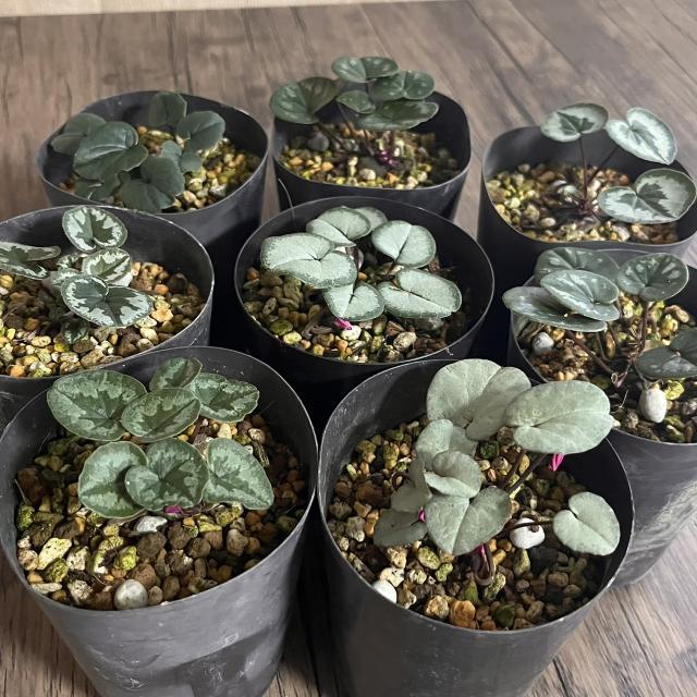 原種シクラメン コウム 3号 (直径9cm) ポット苗 1株 寄せ植え 庭植え
