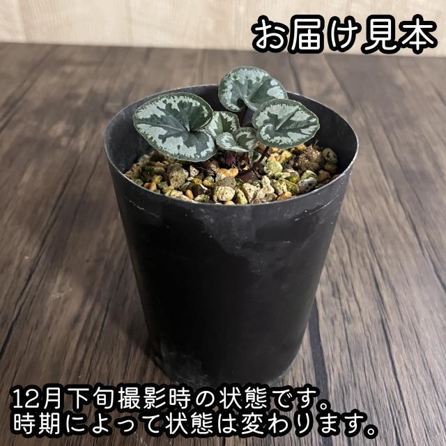 原種シクラメン コウム 3号 (直径9cm) ポット苗 1株 寄せ植え 庭植え