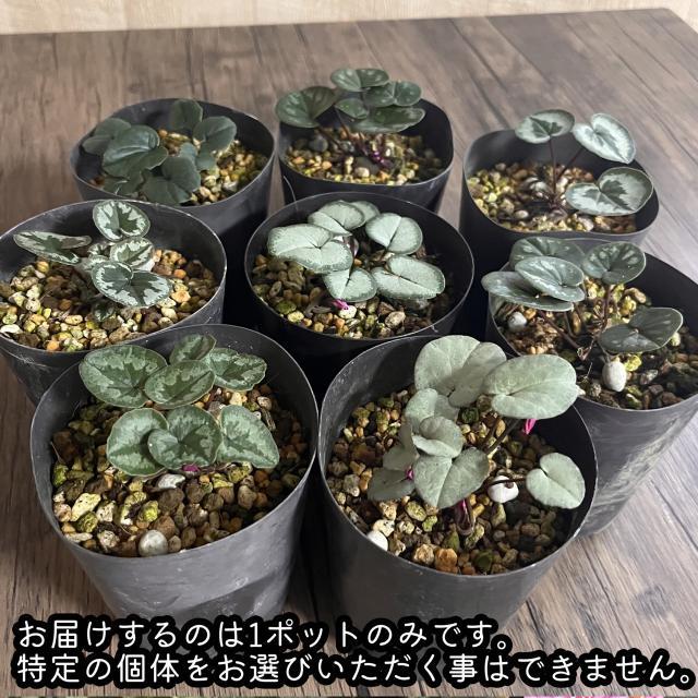 原種シクラメン コウム 3号 (直径9cm) ポット苗 1株 寄せ植え 庭植え